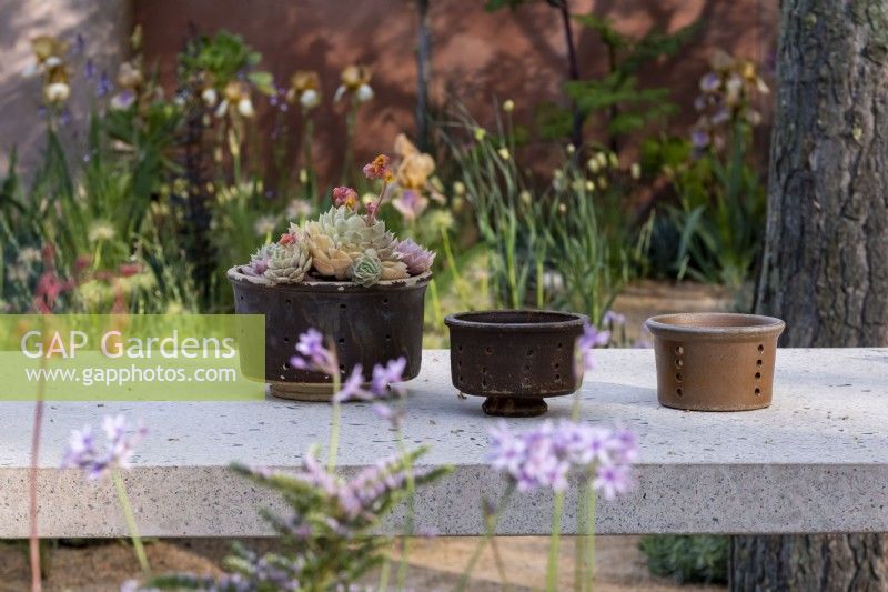 A pot of Sempervivum sp on the garden table.The Nurture Landscape Garden, Gold winner Designer: Sarah Price