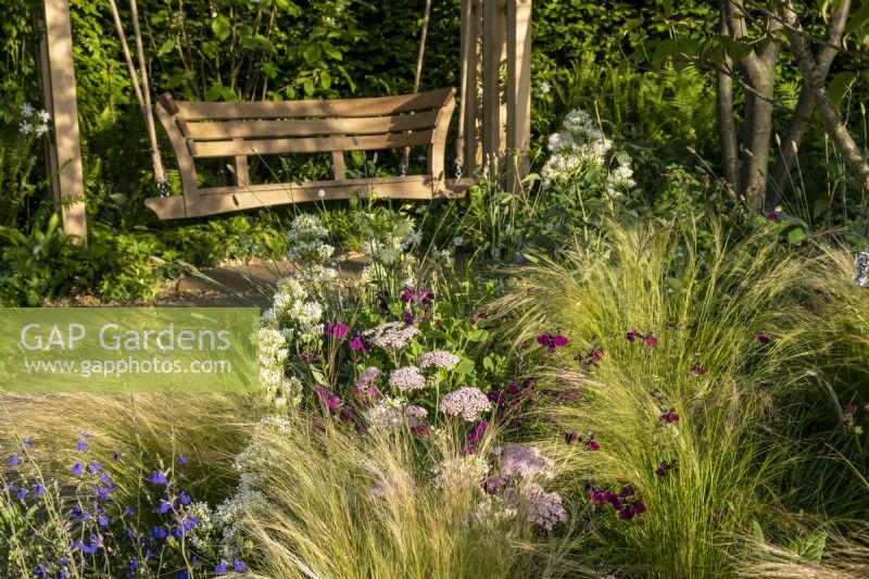 Growing among the Stipa, Achillea millefolium, Centranthus ruber albus,  Salvia chamaedryoides and Salvia 'Nachtvlinder' with a wooden swing sit by the hedge. London Square Community Garden, Gold winner. Designer: James Smith