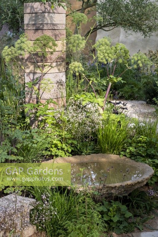 A handmade water bowl, bird bath surrounded by Geum rivale, Saxifraga umbrosa/urbium and Angelica archangelica. The Nurture Landscape Garden, Gold winner, Chelsea 2023.  Designer: Sarah Price