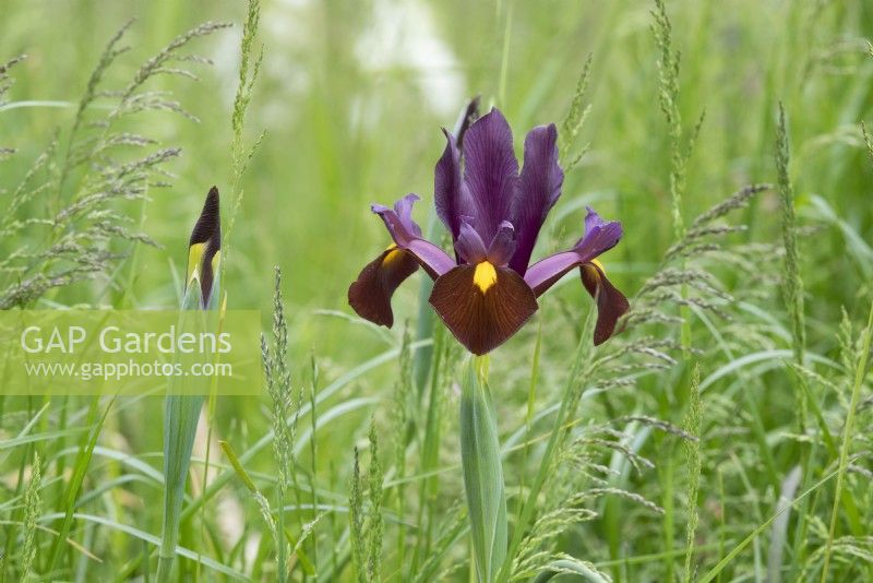 Iris x hollandica 'Red Ember' - Dutch iris