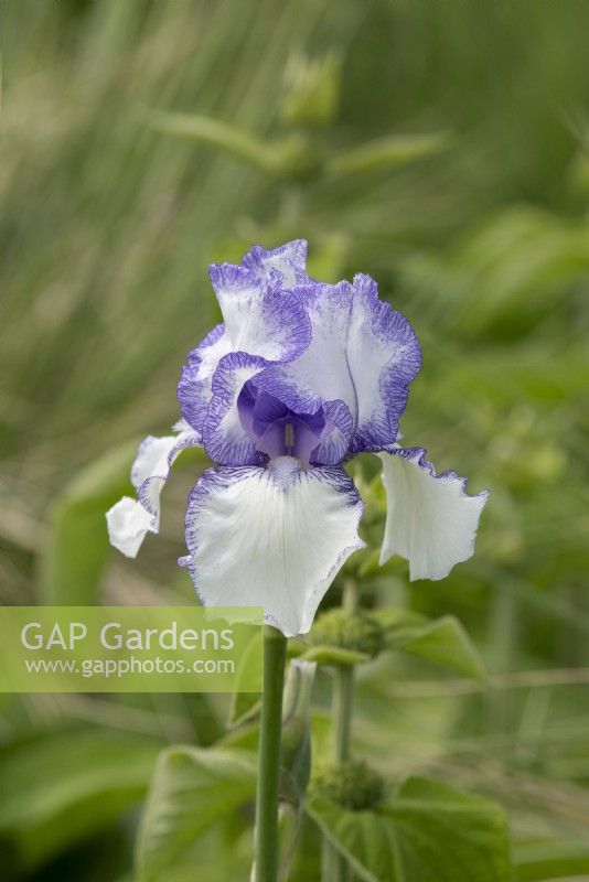 Iris 'Violet Icing' - Bearded iris
