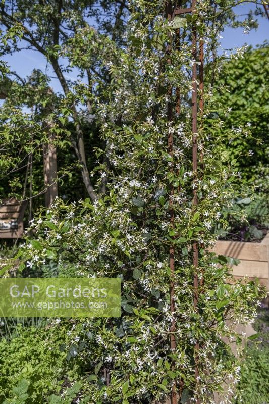 Flowering scented climber Trachelospermum jasminoides - star jasmine trained on a rusted steel plant support.


The London Square Community Garden.
Design: James Smith

 Sanctuary Garden: RHS Chelsea Flower Show 2023