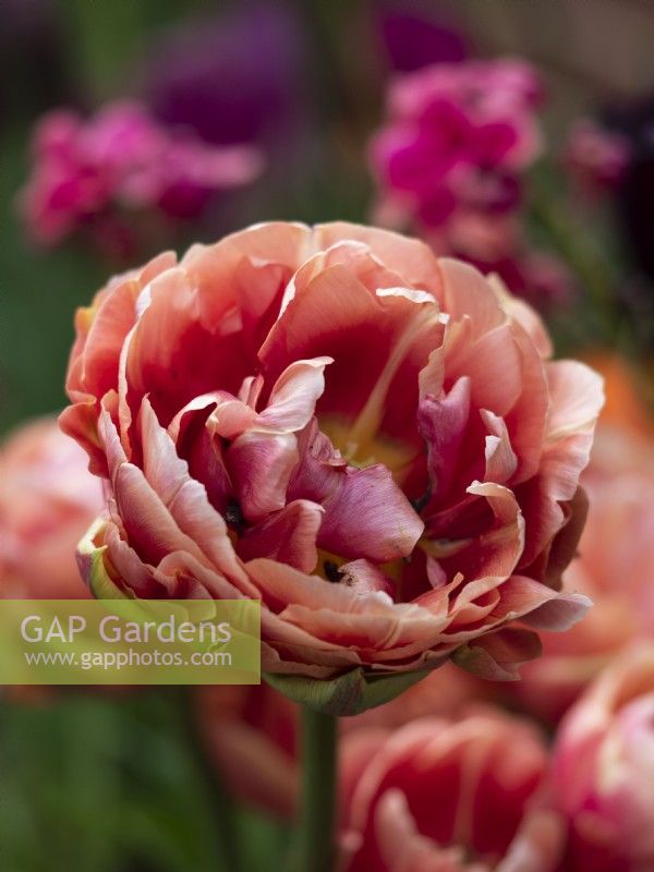Tulipa 'Copper Image' - Tulip - May