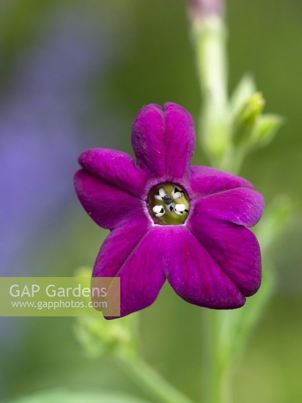 Nicotiana x sanderae 'Perfume Deep Purple' - Flowering Tobacco Plant - June
