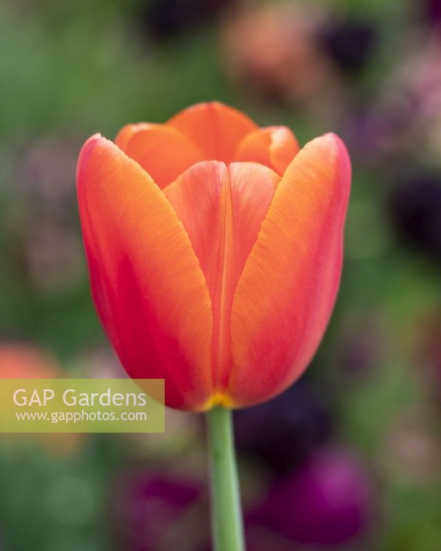 Tulipa 'Charade' - Tulip - May