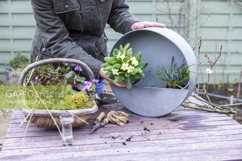 Woman planting primula in the metal container