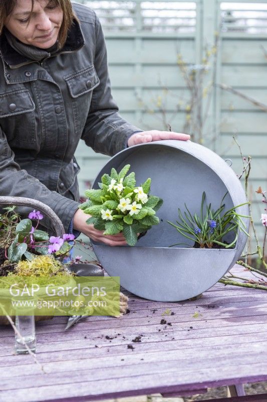 Woman planting primula in the metal container