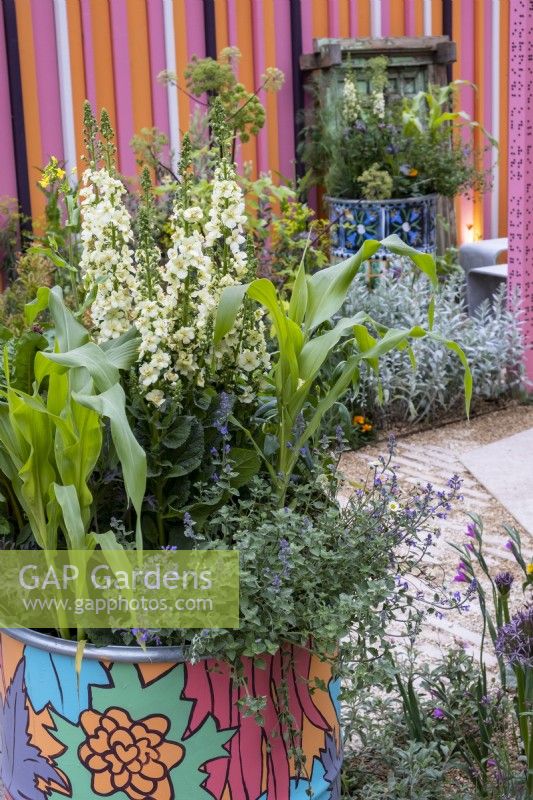 Recycled oil drums have been brightly painted and it is planted with: Verbascum phoeniceum 'Flush of White', sweet corn and Nepeta. The RHS community garden: Eastern Eye Garden of Unity, inspired by Asian culture.  Designer: Manoj Malde