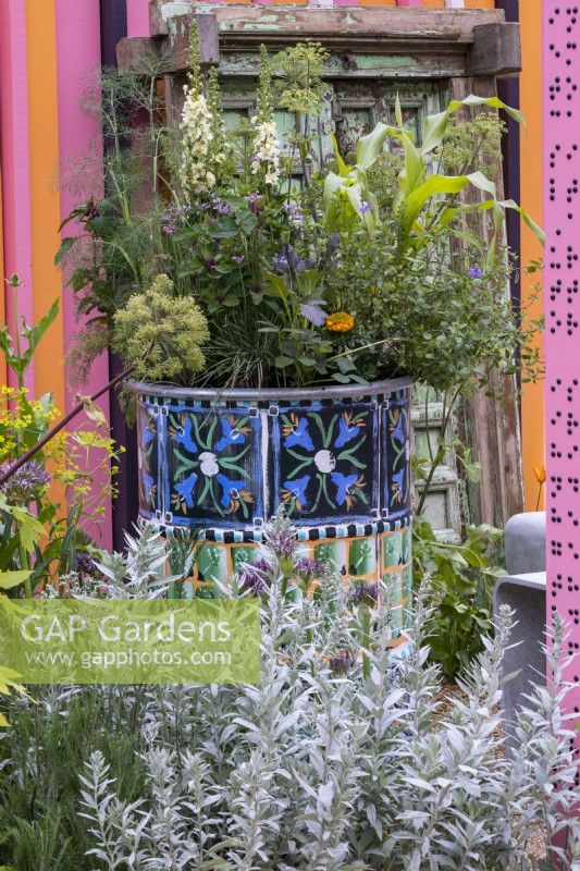 An old oil drum overflowing with flowers, herbs and vegetables including: Verbascum phoeniceum 'Flush of White, Sweet corn and Nepeta, The RHS community garden: Eastern Eye Garden of Unity, Designer: Manoj Malde