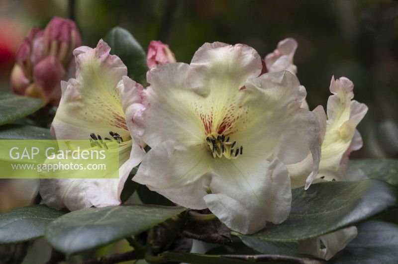 Rhododendron Odee Wright, flowers and foliage. Spring. May. Close up. 
