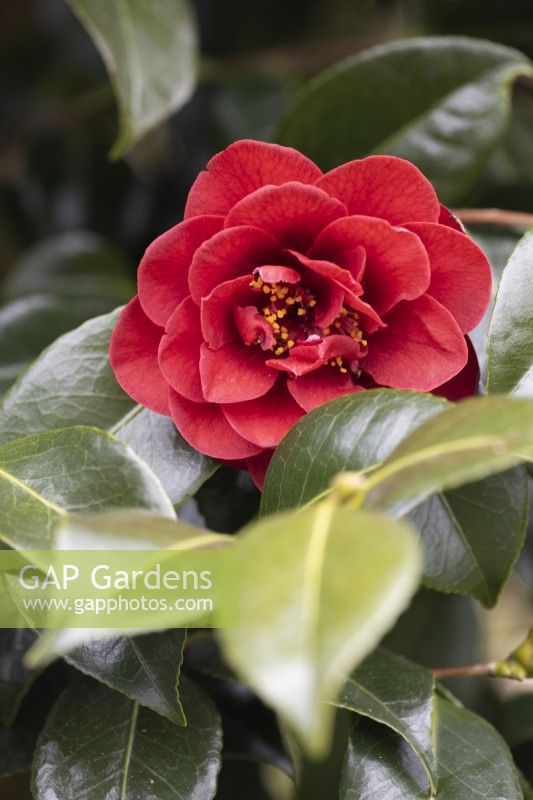 Camellia japonica Deep Secret flowers and foliage. Close up. Spring. May. 
