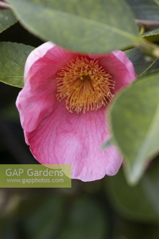 Camellia Hooker. Flowers and foliage. Spring. May. Close up. 