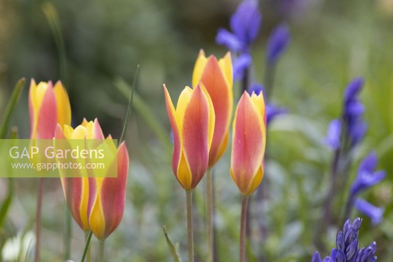 Tulipa clusiana var. chrysantha flowers. Close up. Spring. May. Selective focus. 