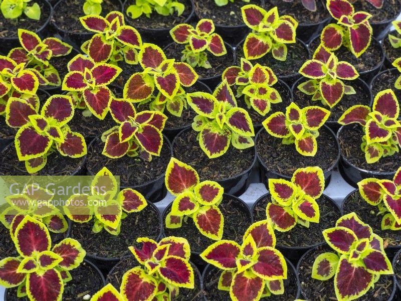  Solenostemon scutellarioides - Coleus  'Wizard scarlet' seedlings in a modular seed tray