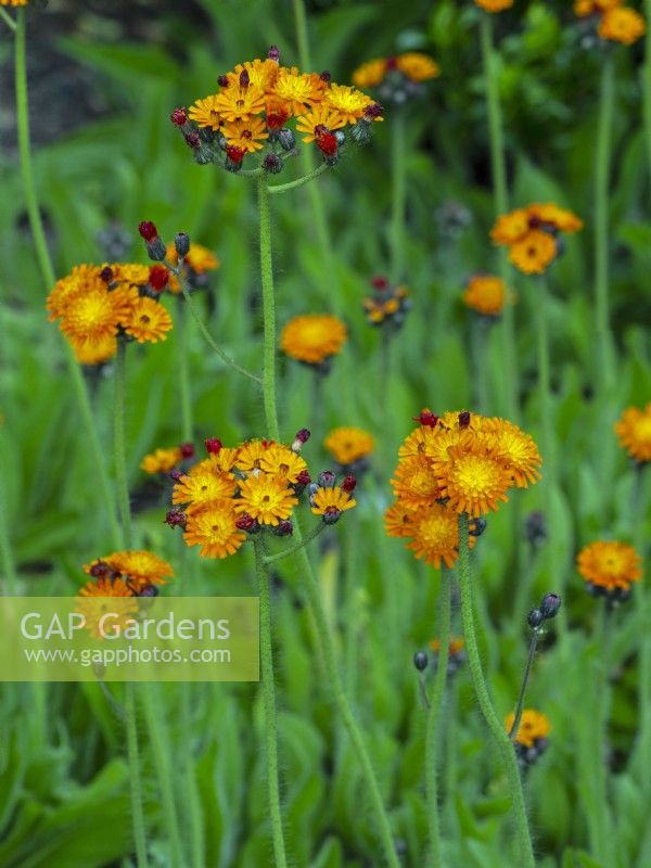 Hieracium brunneocroceum - Orange Hawkbit also known as Fox and Cubs