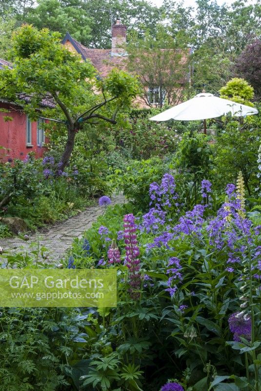 Brick path through dense borders in old cottage garden - Open Gardens Day, Old Newton, Suffolk