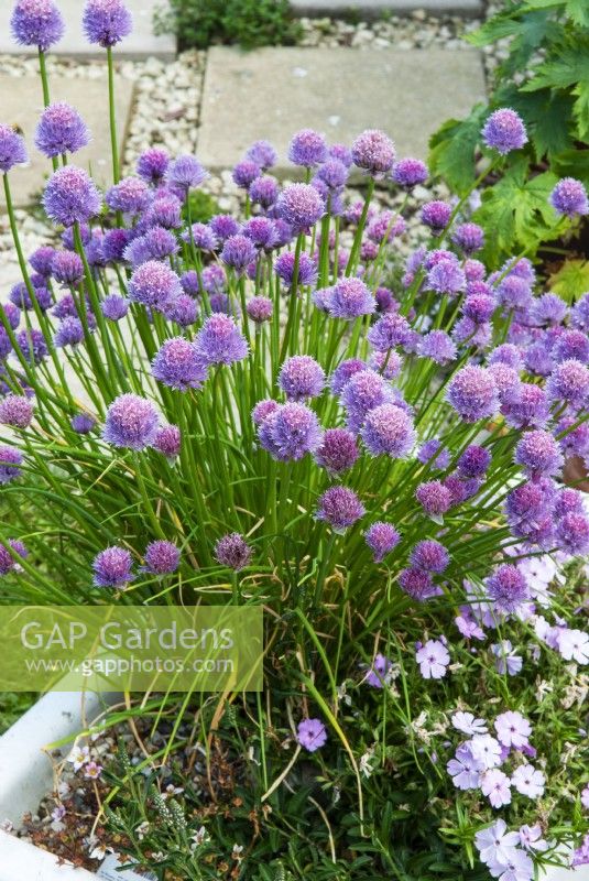 Chives growing in butlers sink - Open Gardens Day, Old Newton,  Suffolk