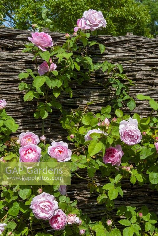 Climbing Rosa 'Constance Spry' growing against wicker panel fence - Open Gardens Day, Old Newton, Suffolk