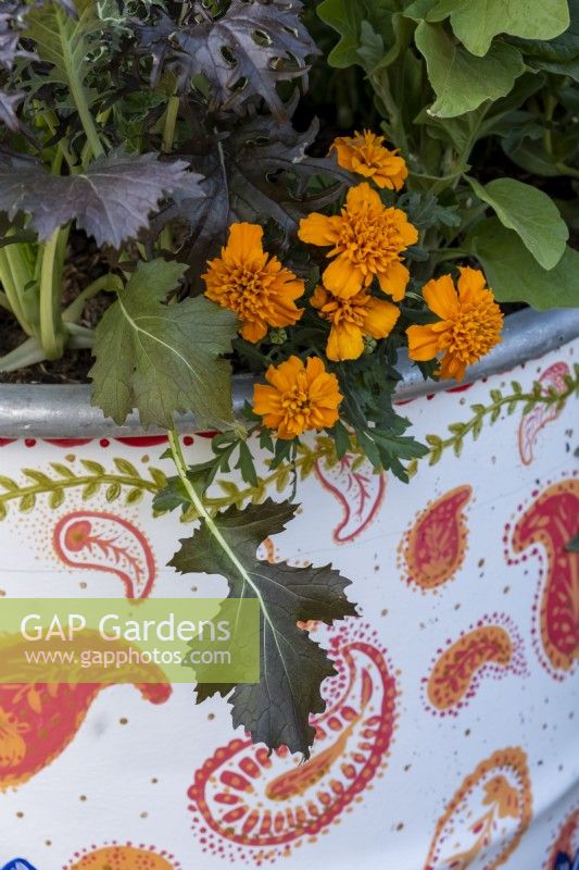 Tagetes patula and Mizuna - salad leaves growing in a painted oil drum on the RHS and Eastern Eye Garden of Unity. Designer: Manoj Malde