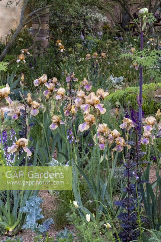 A drift of Iris 'Benton Olive' with Angelica archangelica and Atriplex hortensis var. rubra. The Nurture Landscapes Garden, Gold winner Chelsea 2023.  Designer: Sarah Price