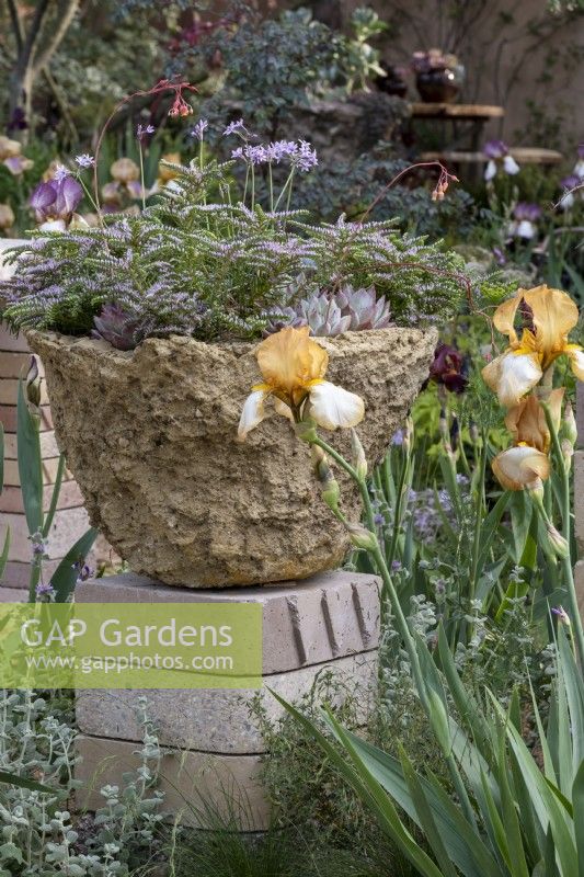 Sedum pulchellum and Echeveria colorata f. Tapalpa growing in a hand made planter, which is surrounded by bearded irises including: Iris 'Benton  Susan'.The Nurture Landscapes Garden - Gold winner, Chelsea 2023. Designer: Sarah Price