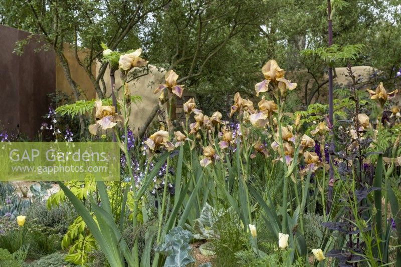 Looking through  Iris 'Benton Olive' and Atriplex hortensis var. rubra to The Nurture Landscape Garden, - Gold winner, Chelsea 2023 Designer : Sarah Price