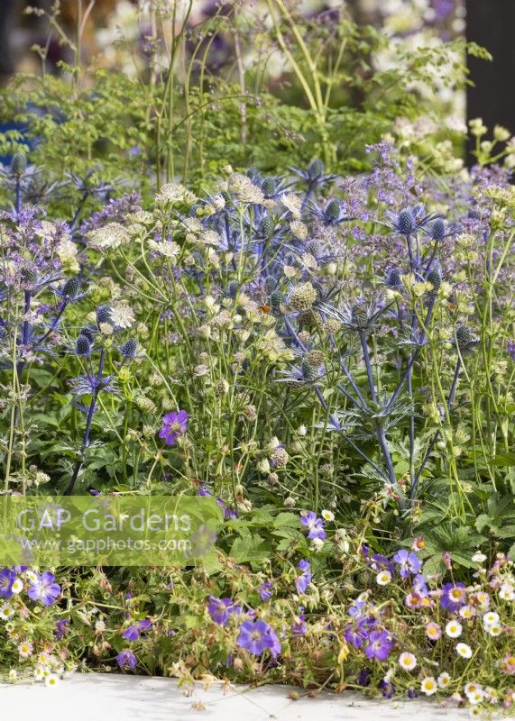 Perennial mix in blue and white color tones, summer July
