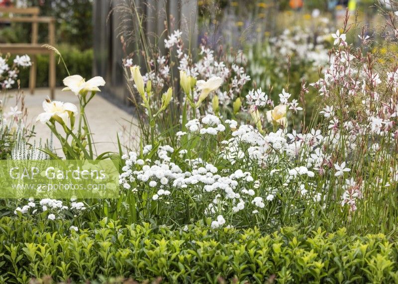 Perennial garden in white color tones, summer July