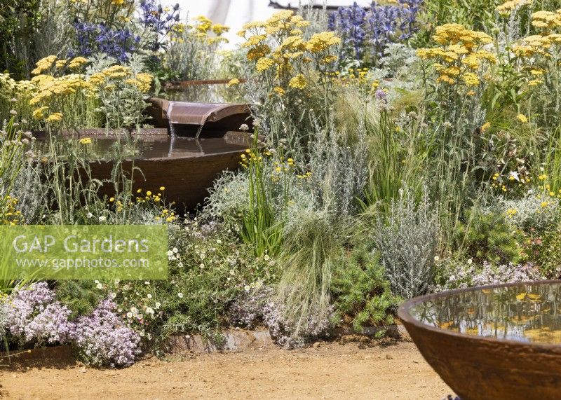 Achillea underplanted with herbs such as rosemary and thyme, in a bed between two water basins, summer August