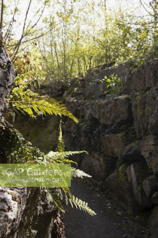 Mediteranean ravine featuring deep rock walls, shade loving plants and trees overhanging. A fern is in the foreground. Trago Mills show gardens, Devon, UK. May. Spring