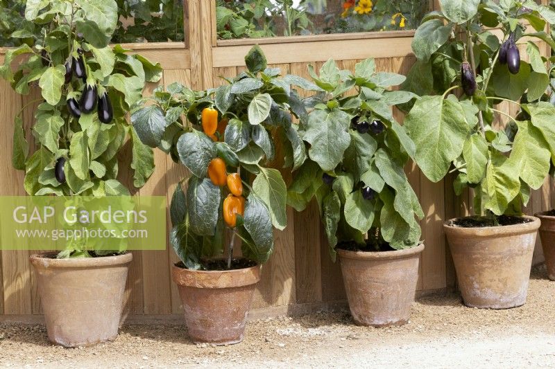 Vegetable plant mix in pots, summer August