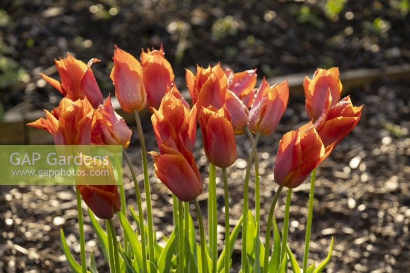 Raindrops on Tulipa 'Request', an orange tulip in the Gordon Castle Walled Garden.