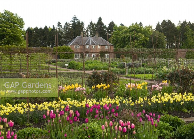 Rows of Tulipa and Narcissus in front of the garden cottage in the Gordon Castle Walled Garden.