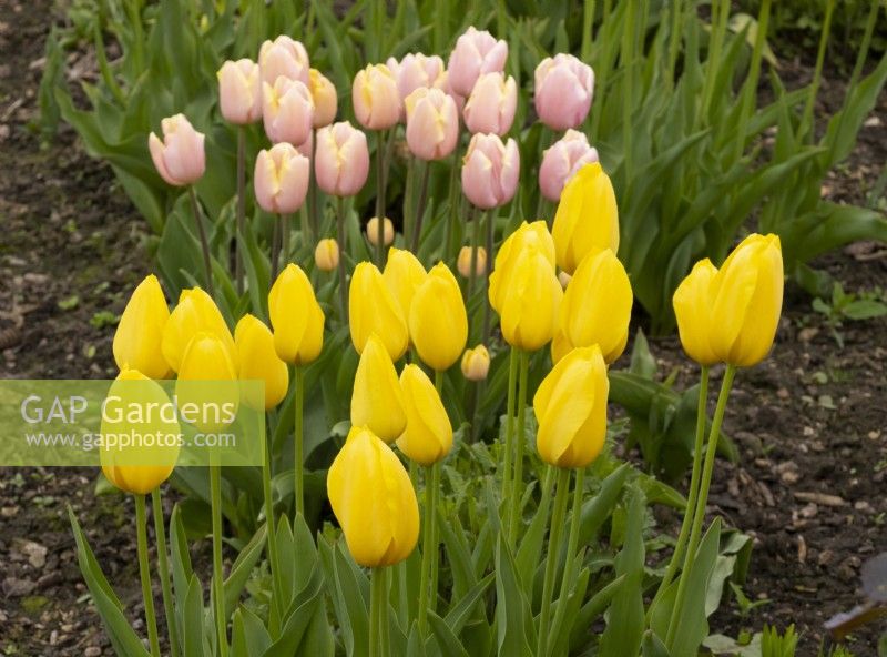 Tulipa 'Mango Charm' and Tulipa 'Big Smile' in the Gordon Castle Walled Garden.