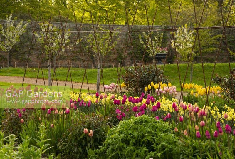 A row of deep pink Tulipa 'Don Quichotte' and 'Jumbo Beauty' in the Gordon Castle Walled Garden.