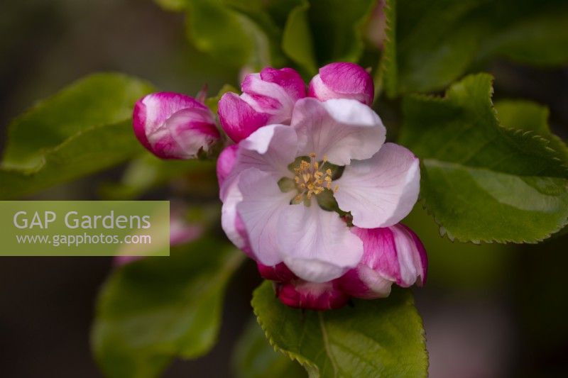A close-up of Apple Blossom - Malus espaliered on a wall.