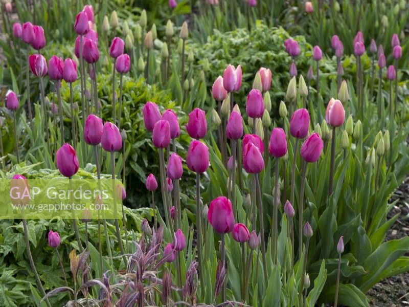 Tulipa 'Don Quichotte', magenta tulips in the Gordon Castle Walled Garden.