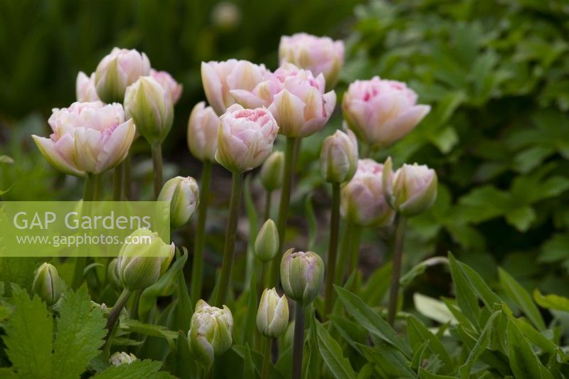 Tulipa 'Angelique' a double pale pink tulip in the Gordon Castle Walled Garden.