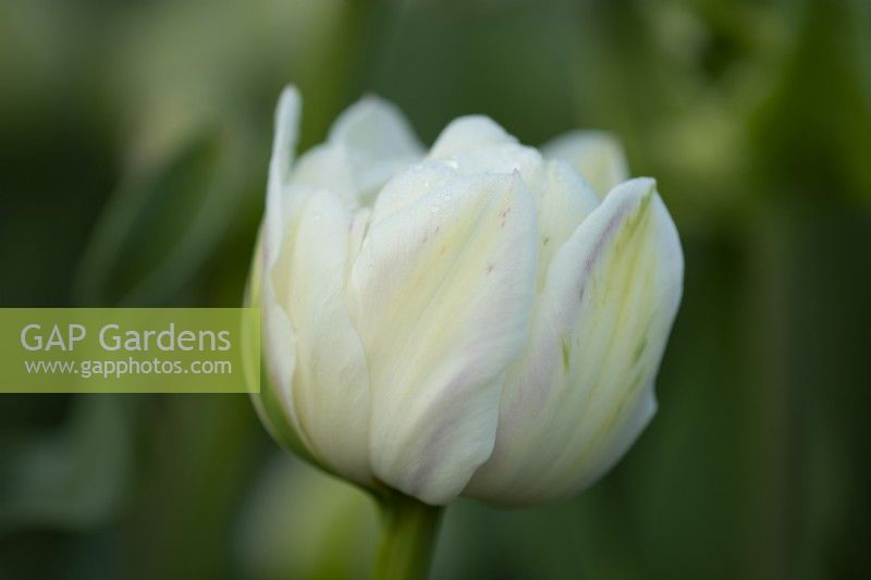 Dew drops on Tulipa 'Green Wave'  a pale pink, green, yellow and white paeony flowering tulip.