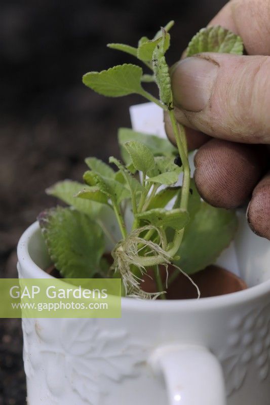 Rooting Salvia microphylla cultivar in water