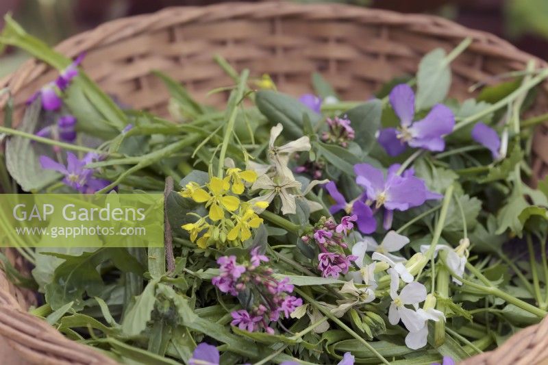 Mustard Red Lion - Brassica oleracea botrytis 'Red Lion' with Cultivated Salad Rocket leaves - Eruca sativa and the Edible Flowers of Mizuna - Brassica rapa nipposinica - yellow,  the mauve flowers of Orychophragmus violaceus - Chinese violet cress, the white of Radish - Raphanus sativus 'French Breakfast' and the pink of Doucette d'Alger or Horn of Plenty - Fedia cornucopiae