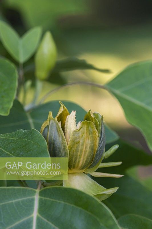 Liriodendron chinense flowering in Summer - May