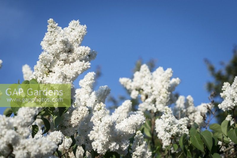 Syringa vulgaris 'Madame Lemoine'. White Lilac against blue sky.

