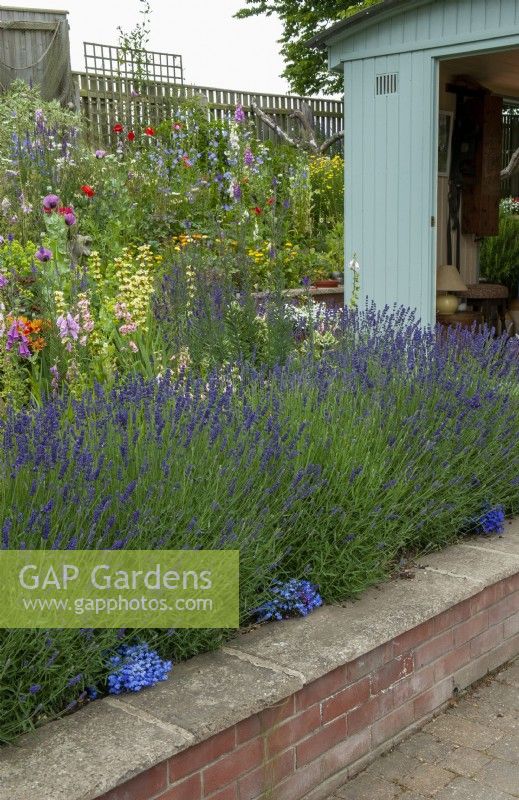 Lavender border with colourful perennial plants on rising bank beyond and modern shepherds hut used as a summer house - Open Gardens Day, Copdock, Suffolk
 