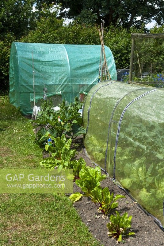 Polythene tunnels used for protection of crops against pigeon attack - Open Gardens Day, Coddenham, Suffolk