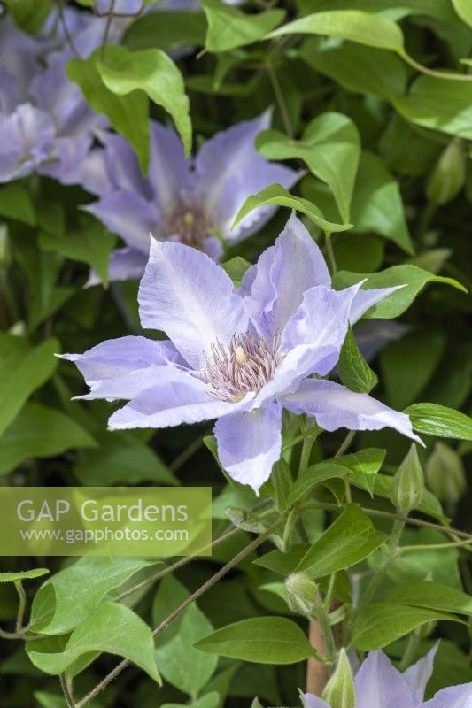 Clematis 'Tranquilitie', a compact clematis that thrives in containers, flowering from early to mid summer, and again in early autumn.