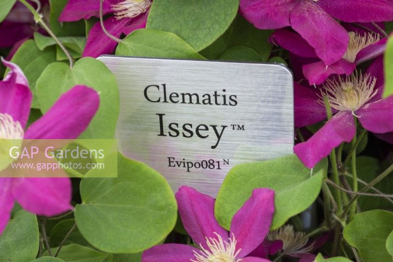 Clematis 'Issey', a compact red variety launched at the Chelsea Flower Show 2022. Flowers from early summer until autumn.