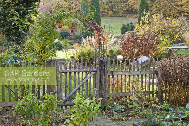 Wooden fence with entrance through metal arch with climbing rose.