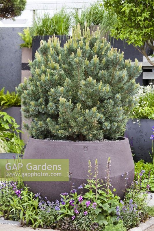 A pine planted in a large container underplanted with perennial flowers.