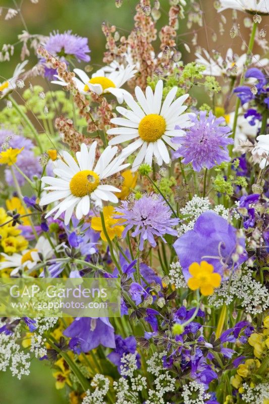Bouquet of wildflowers containing daisies, field scabies, campanula, buttercups, common sorrel, meadow clary, hogweed and Quaking grass.